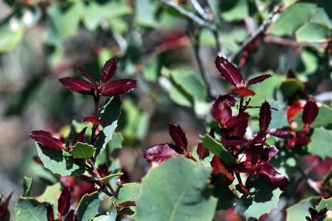 Sonoran Scrub Oak has green alternate leaves that, when mature, are thick or leathery. New leaves however are reddish-brown as shown in the photo. Leaf shapes are variable from oblong-elliptic to ovate. The leaves may be covered with stellate and glandular hairs to glabrous below and the margins are sharply pointed with 3 to 5 or 8 spinose teeth. Quercus turbinella 